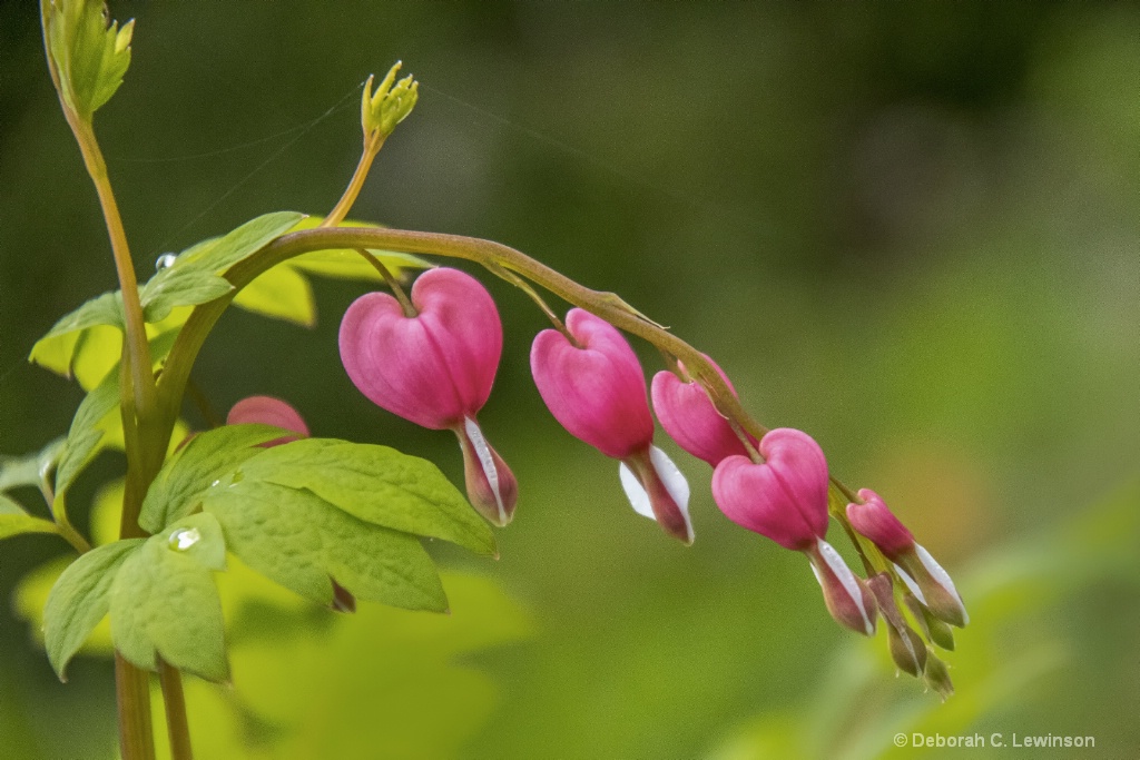 Bleeding Hearts