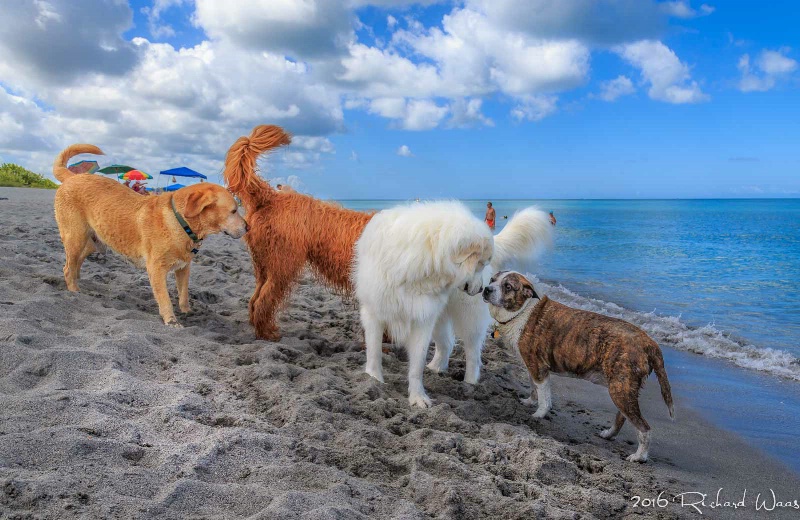 A Dogs Day at the Beach - ID: 15169698 © Richard M. Waas
