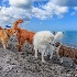 2A Dogs Day at the Beach - ID: 15169698 © Richard M. Waas