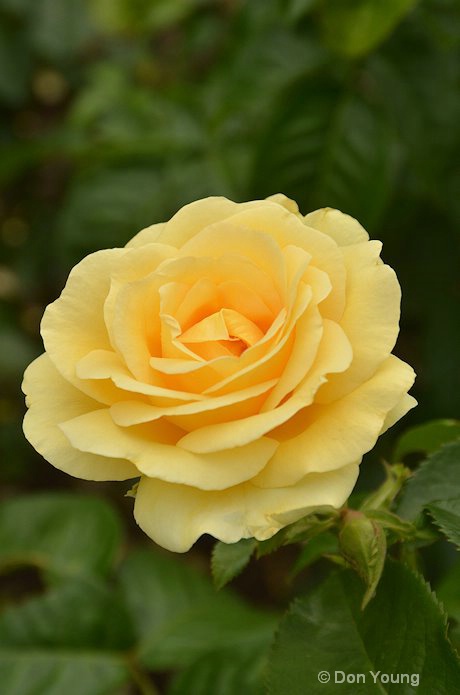 Yellow Rose