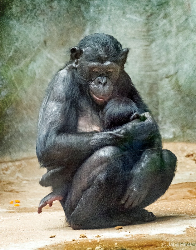 Bonobo Baby and Mom