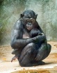 Bonobo Baby and M...
