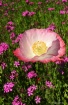 Beauty Within Bea...