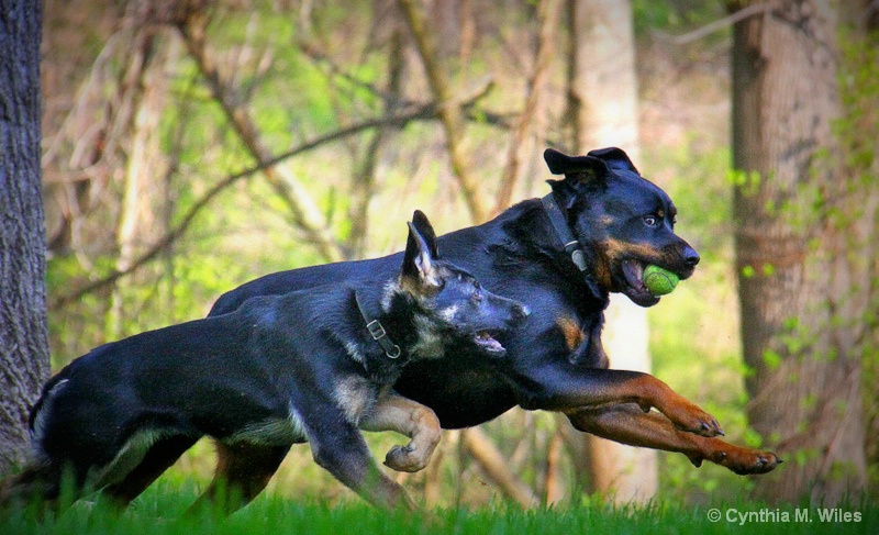 Dog Races - ID: 15169916 © Cynthia M. Wiles