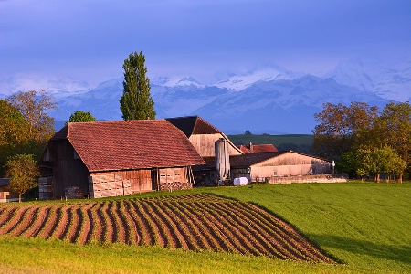 Farm & Furrows