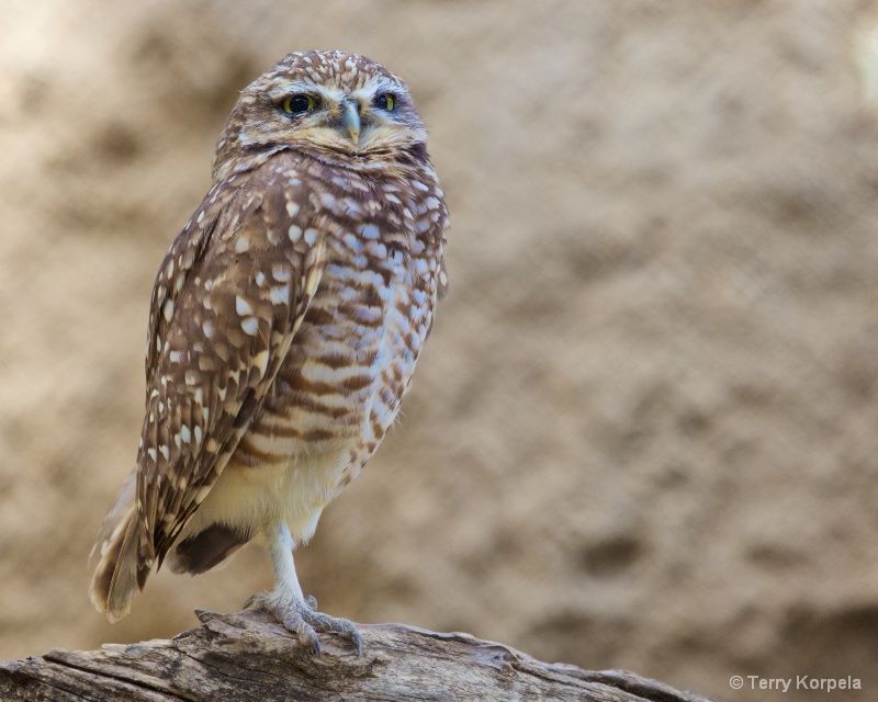 Western Burrowing Owl - ID: 15169976 © Terry Korpela