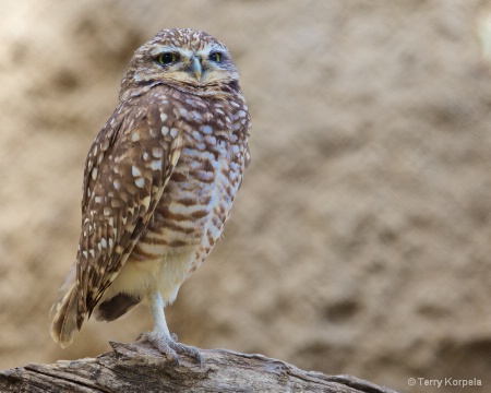 Western Burrowing Owl