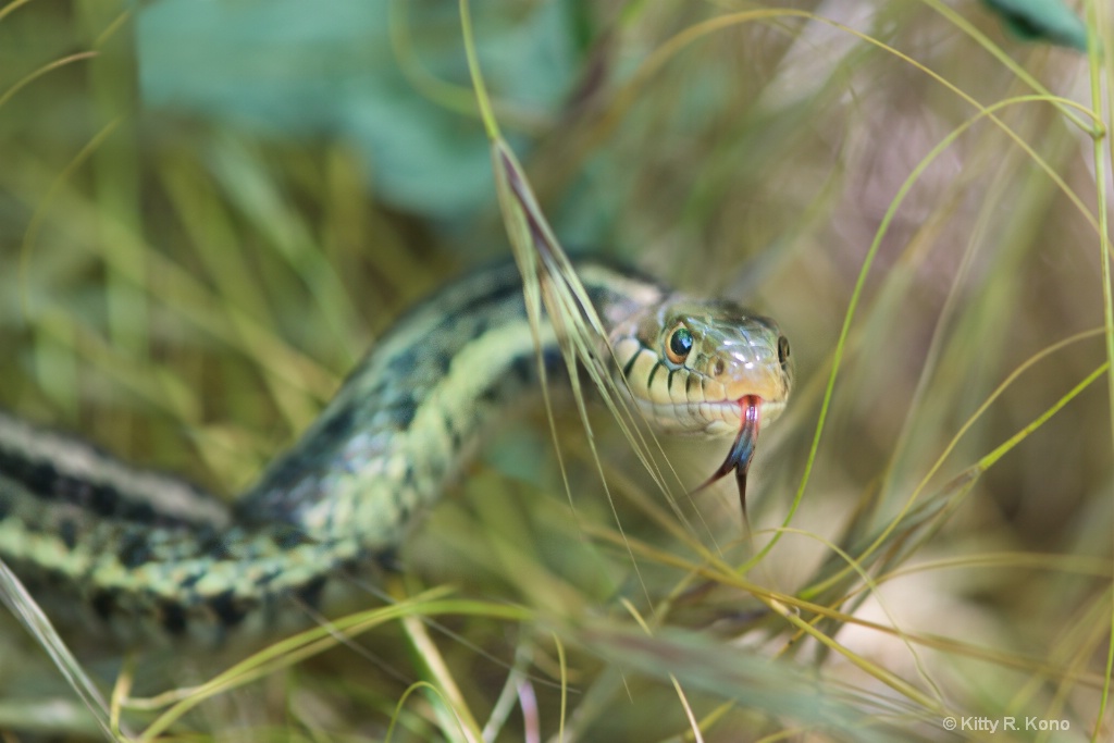 Garter Snake in the Grass - ID: 15169985 © Kitty R. Kono
