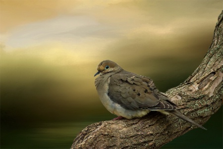 Peaceful Dove