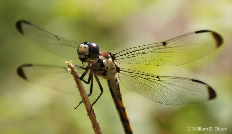 Florida Dragonfly