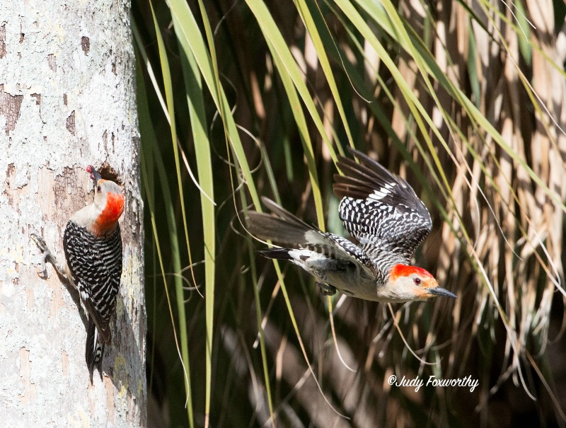 Red-bellied Woodpeckers 
