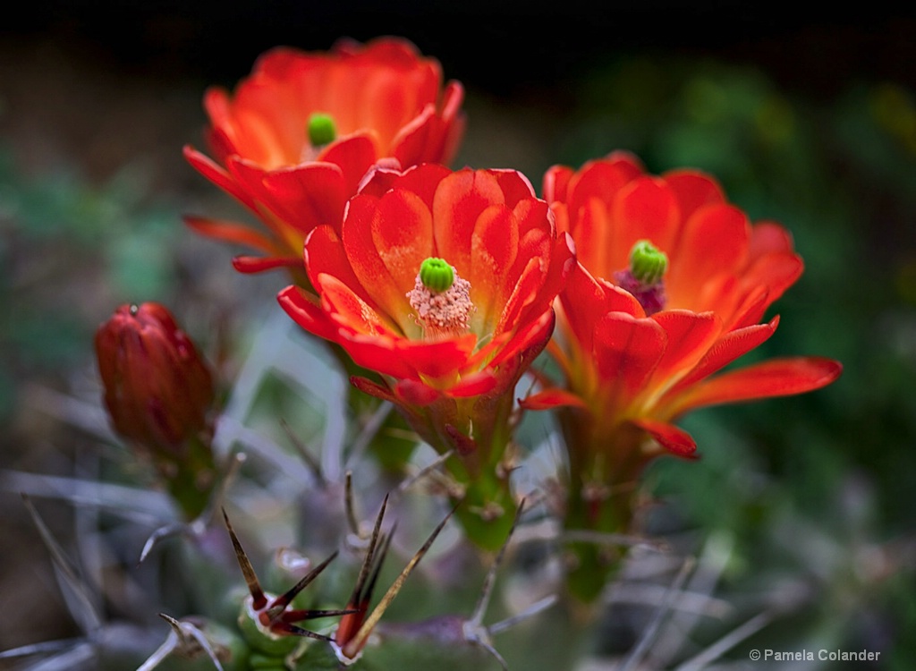 Claret cup trio