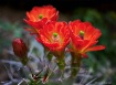 Claret cup trio