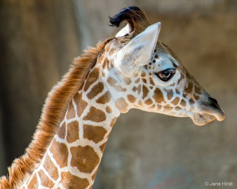 Giraffe Portrait