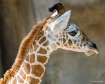 Giraffe Portrait