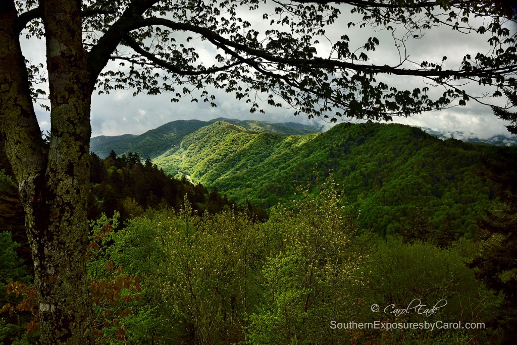 Newfound Gap - ID: 15171371 © Carol Eade