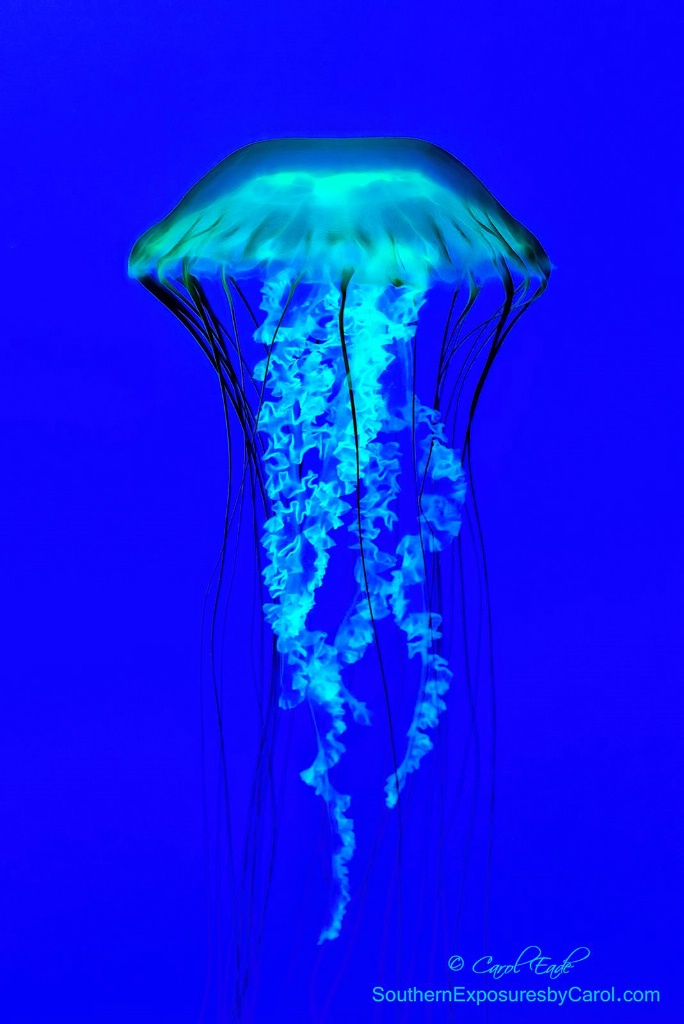 Pacific Sea Nettle