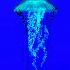 2Pacific Sea Nettle - ID: 15171372 © Carol Eade