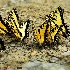 2Swallowtails Puddling at Tremont - ID: 15171374 © Carol Eade