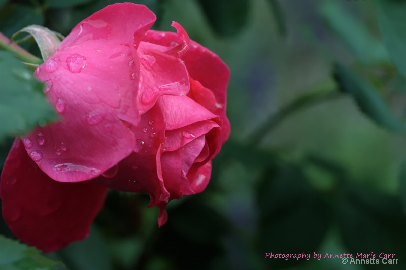 Morning Dew Rose