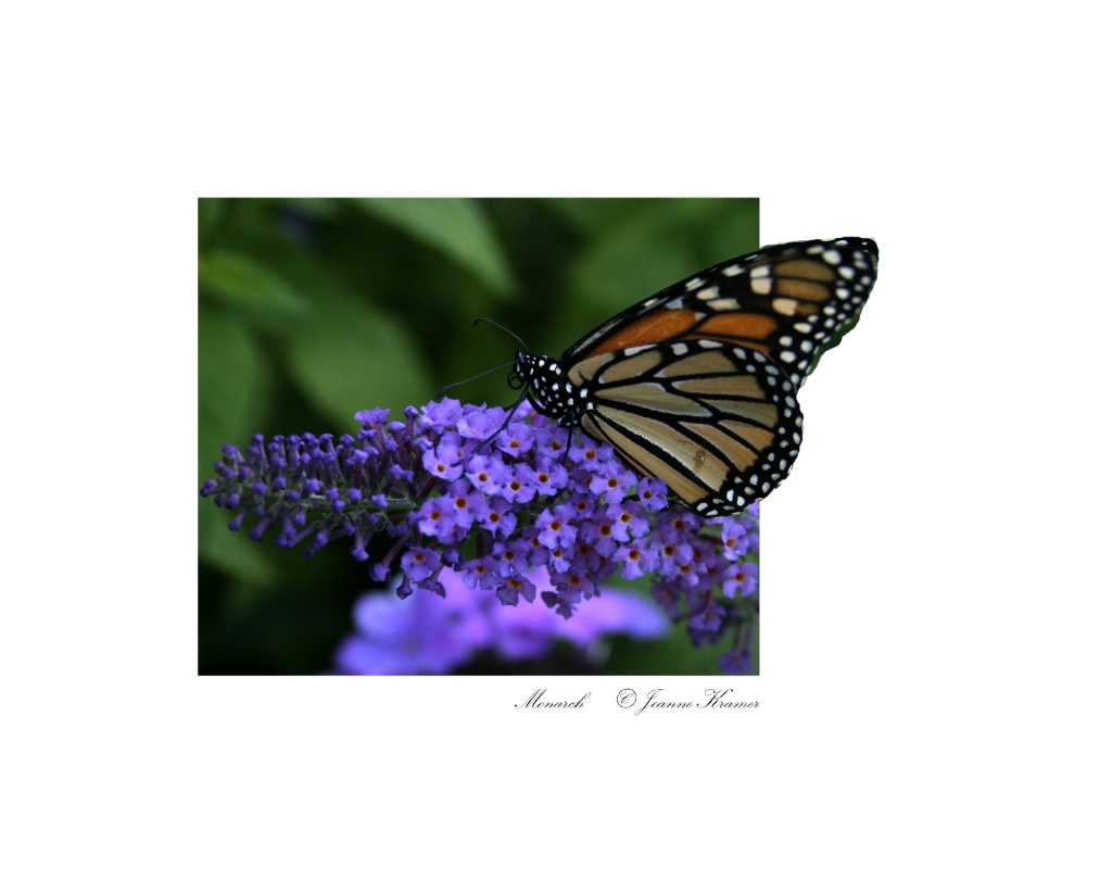 Monarch.......Out of frame