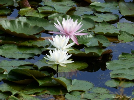Trio of water lilies
