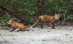 Red Foxes