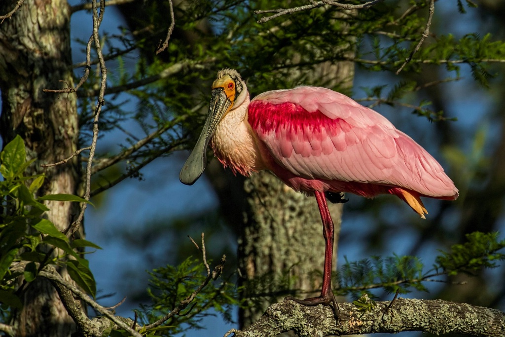 Cypress Rookery Spoonbill