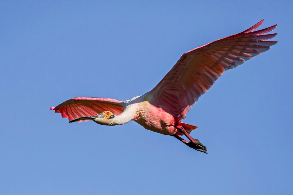 Spoonbill Flight