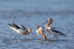 American Avocets