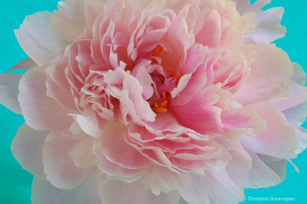 Pink Peony