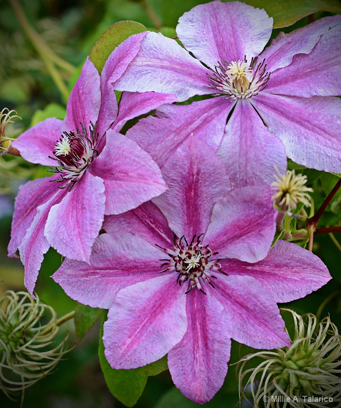 Clematis Blooms