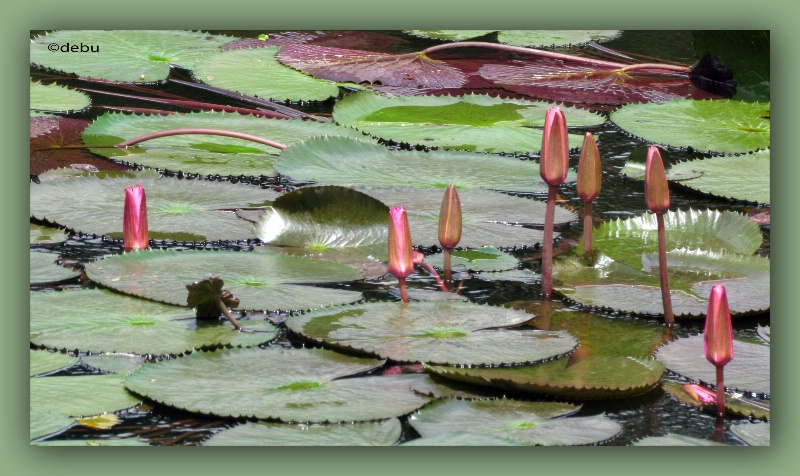 Water Lilies...