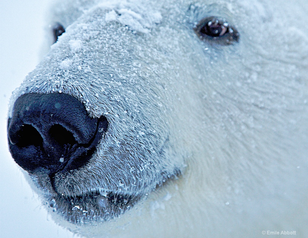 Polar Bear Up close and Personal. - ID: 15171847 © Emile Abbott