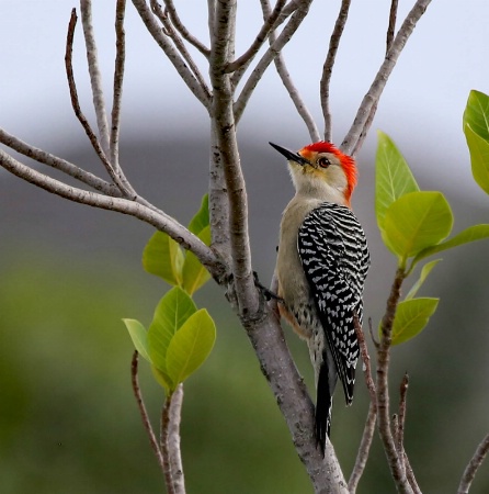 Red-bellied woodpecker