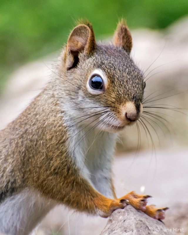 Who's There? Red Squirrel