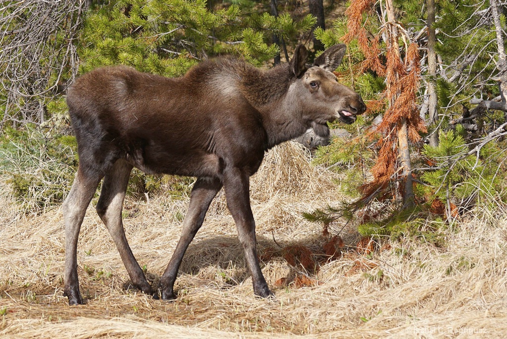 Baby Moose Exploring