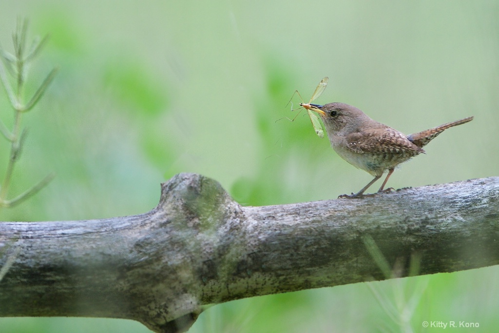 House Wren with Newly Acquired Crane Fly 