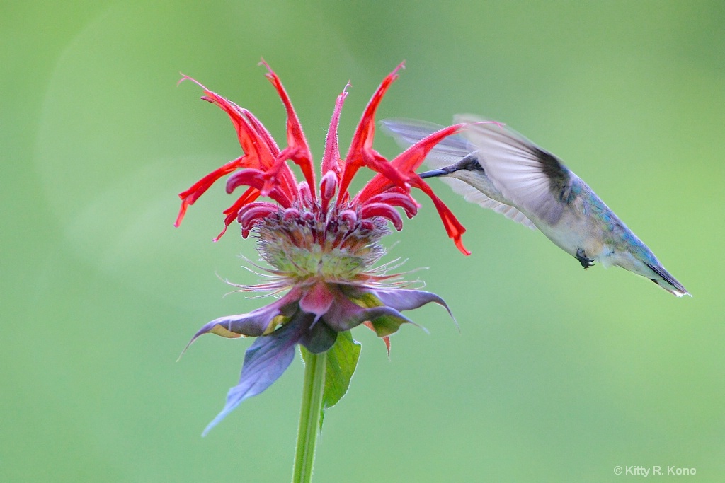 Hummingbird and the Bee Balm 