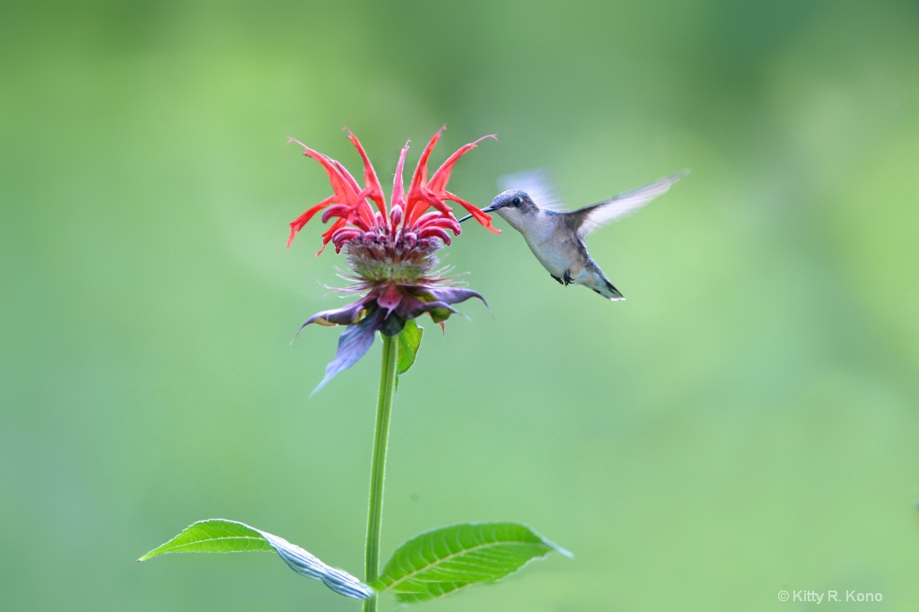 Hummingbird and the Bee Balm 