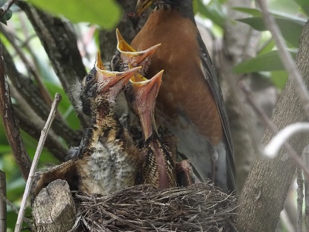 Three For Dinner