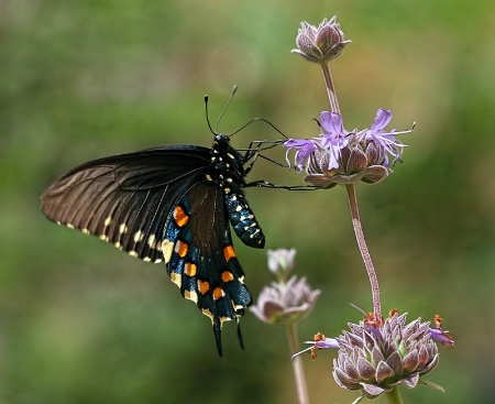 Pipeline Swallowtail (For Forum)