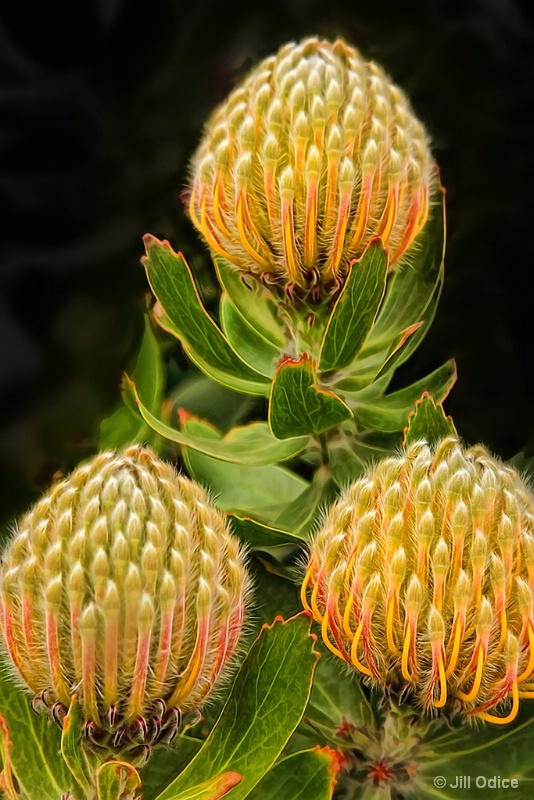 3 Protea