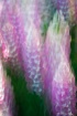 Pink Lupines Flyi...