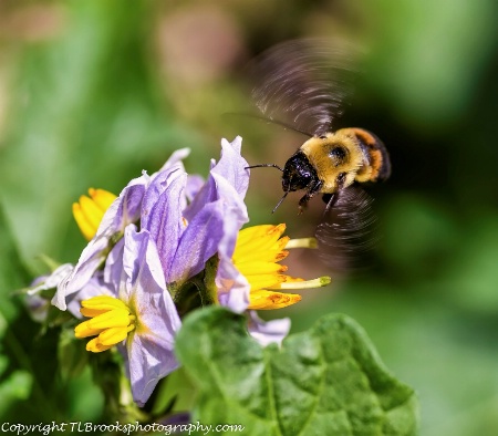 coming in for a landing 