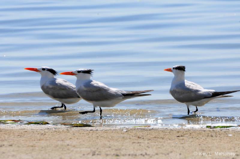 Royal Terns