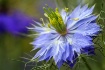 Nigella