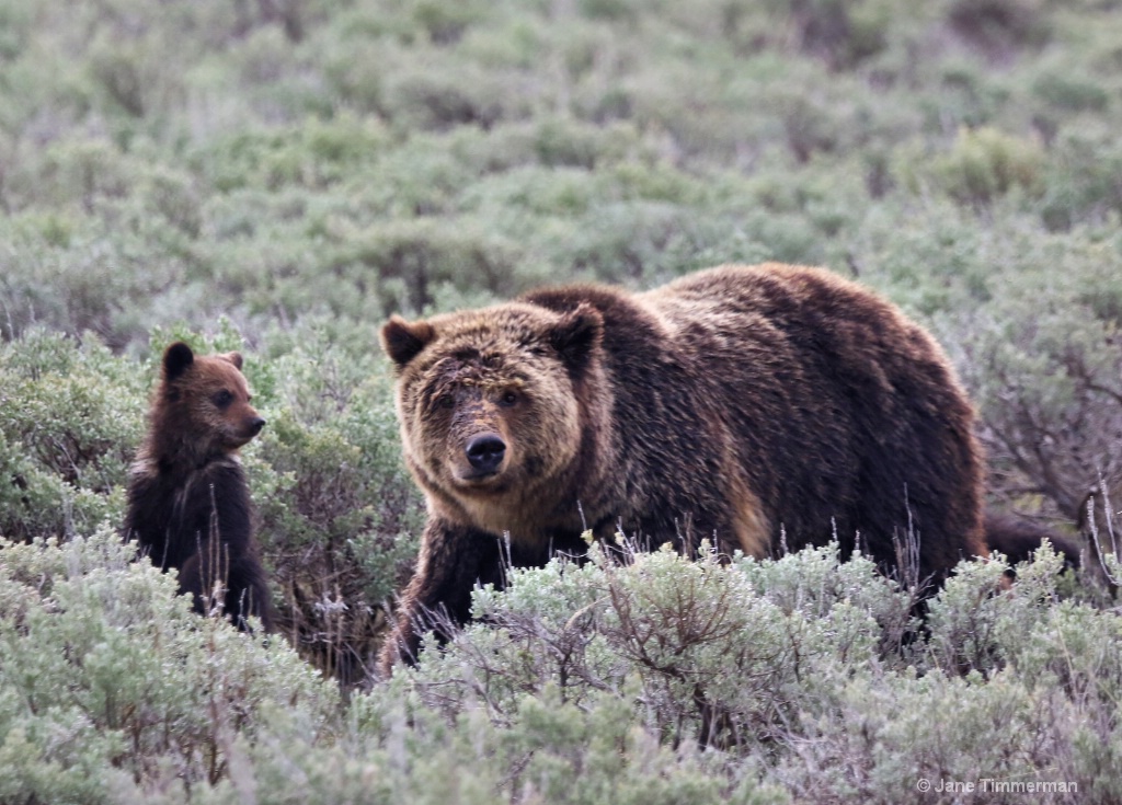 Grizzly & Cub