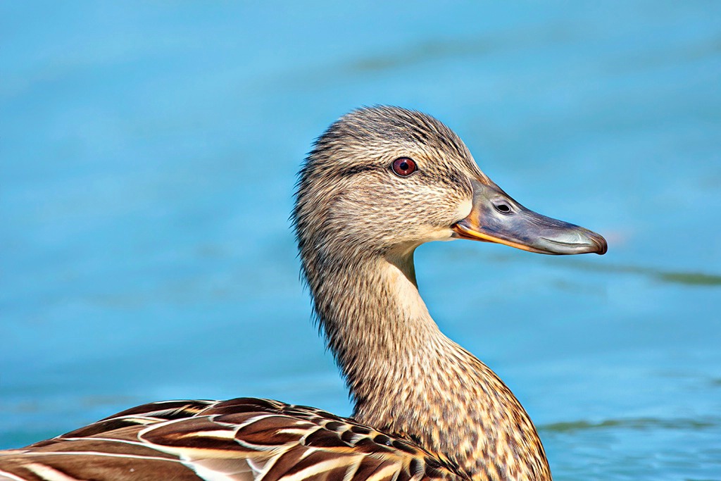 Mallard Mama