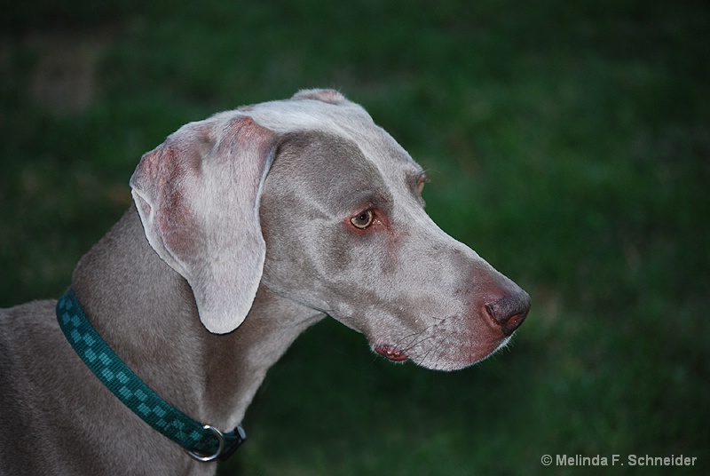 Grey Ghost at Dusk